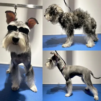 Salon Groomerski "Pazur" s.c